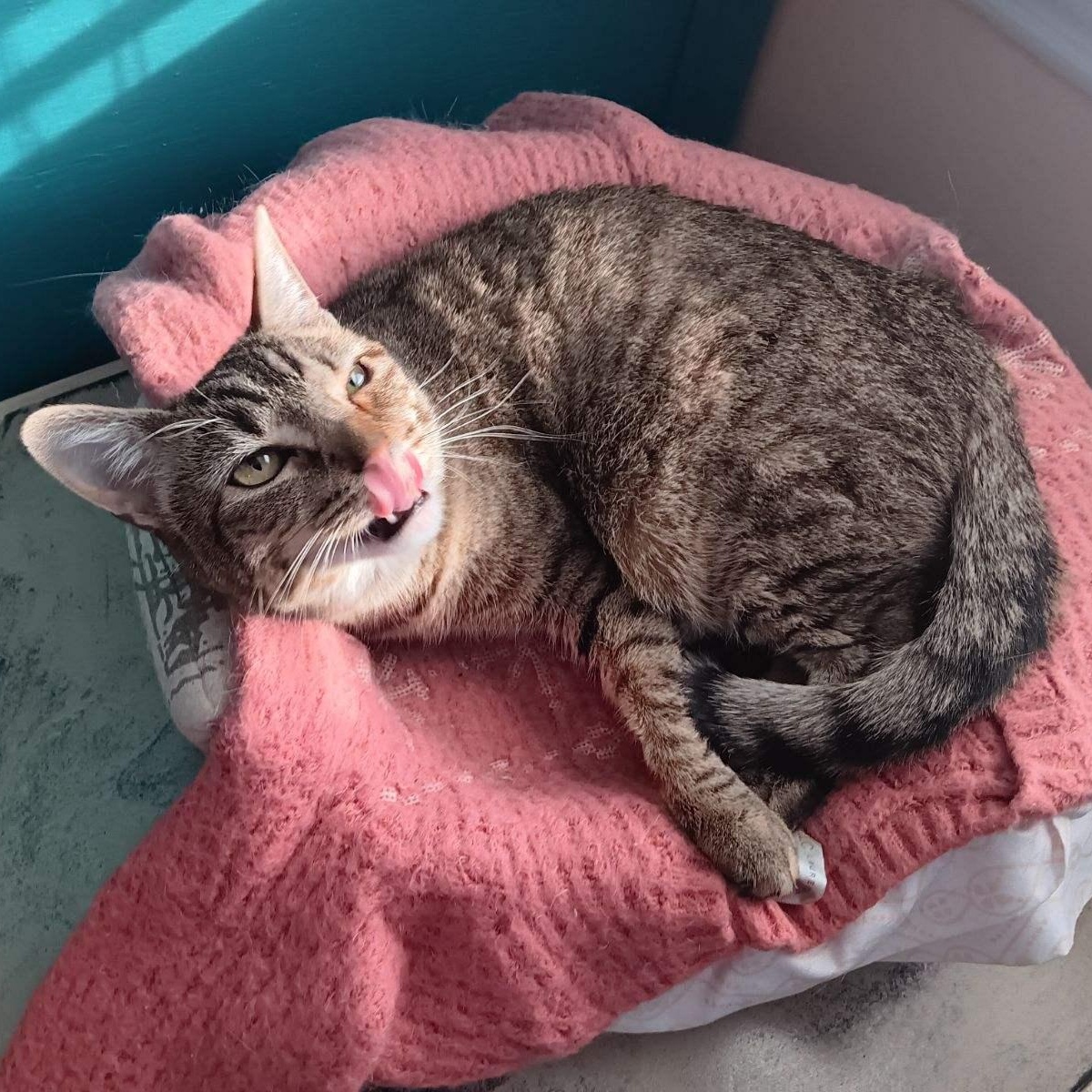 Nadine – Your Perfect Lap Kitty!, a Adoptable Domestic Short Hair in Providence, RI image 4/5