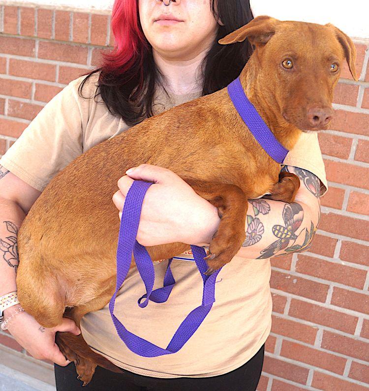 Enlarge Mulata, a Adoptable mixed breed in Cincinnati, OH image 5/5