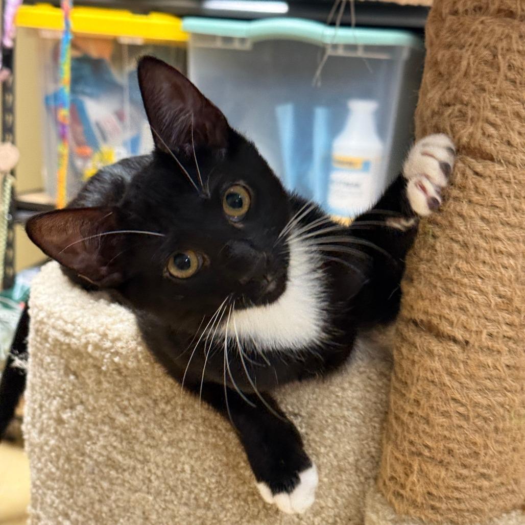 Enlarge Jagger, a Adoptable Domestic Short Hair in Marietta, GA image 1/1