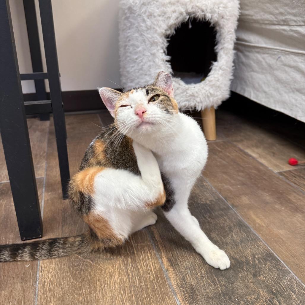 Enlarge Lorelai, a Adoptable Domestic Short Hair in Bloomington, IL image 2/4