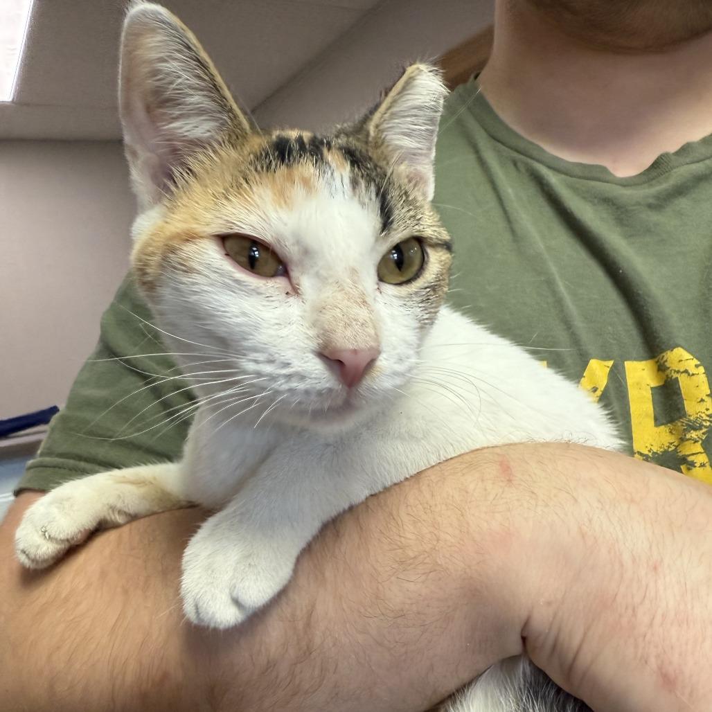 Enlarge Lorelai, a Adoptable Domestic Short Hair in Bloomington, IL image 4/4