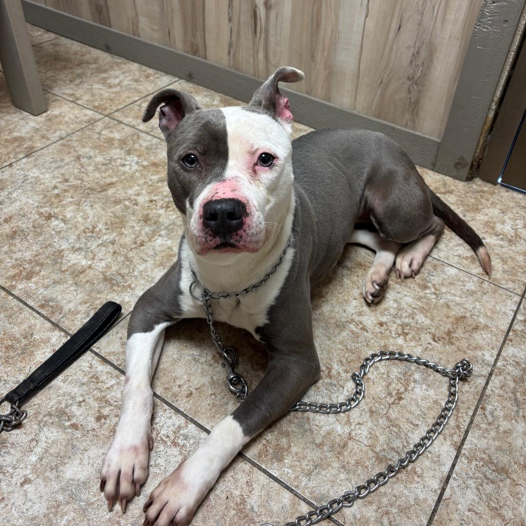 Zola, Adoptable, Adult Female Mixed Breed.