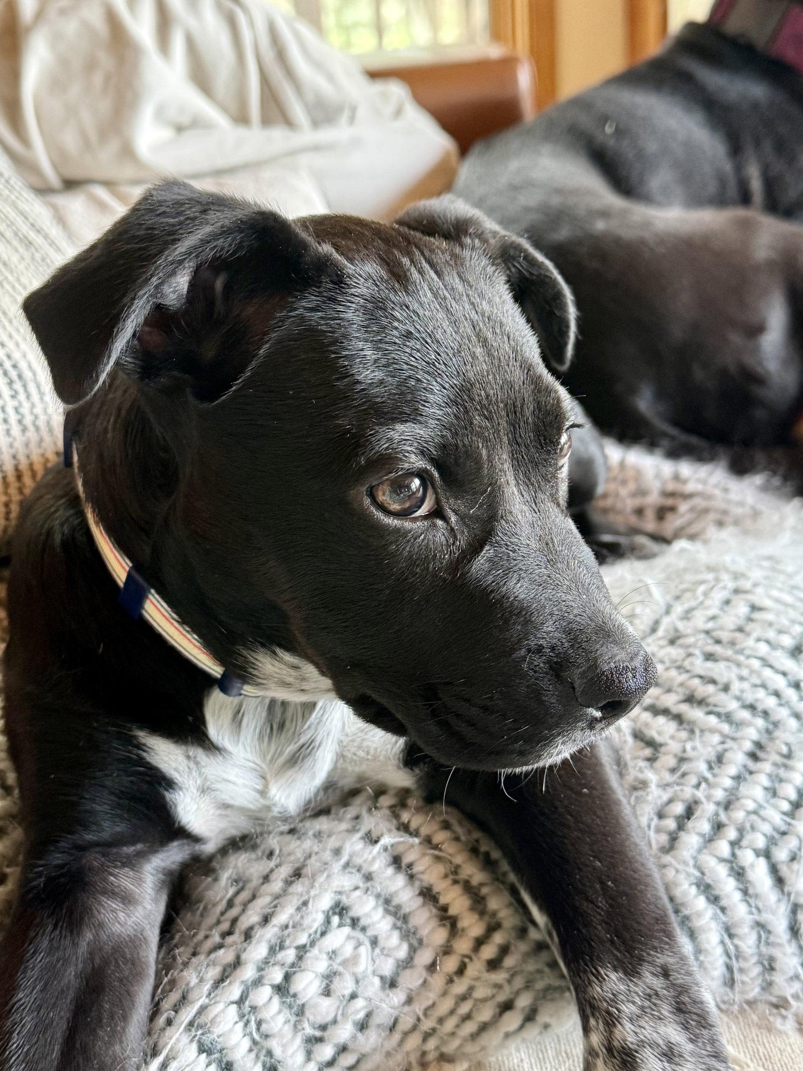 Leo, a Adoptable mixed breed in Evergreen, CO image 1/3