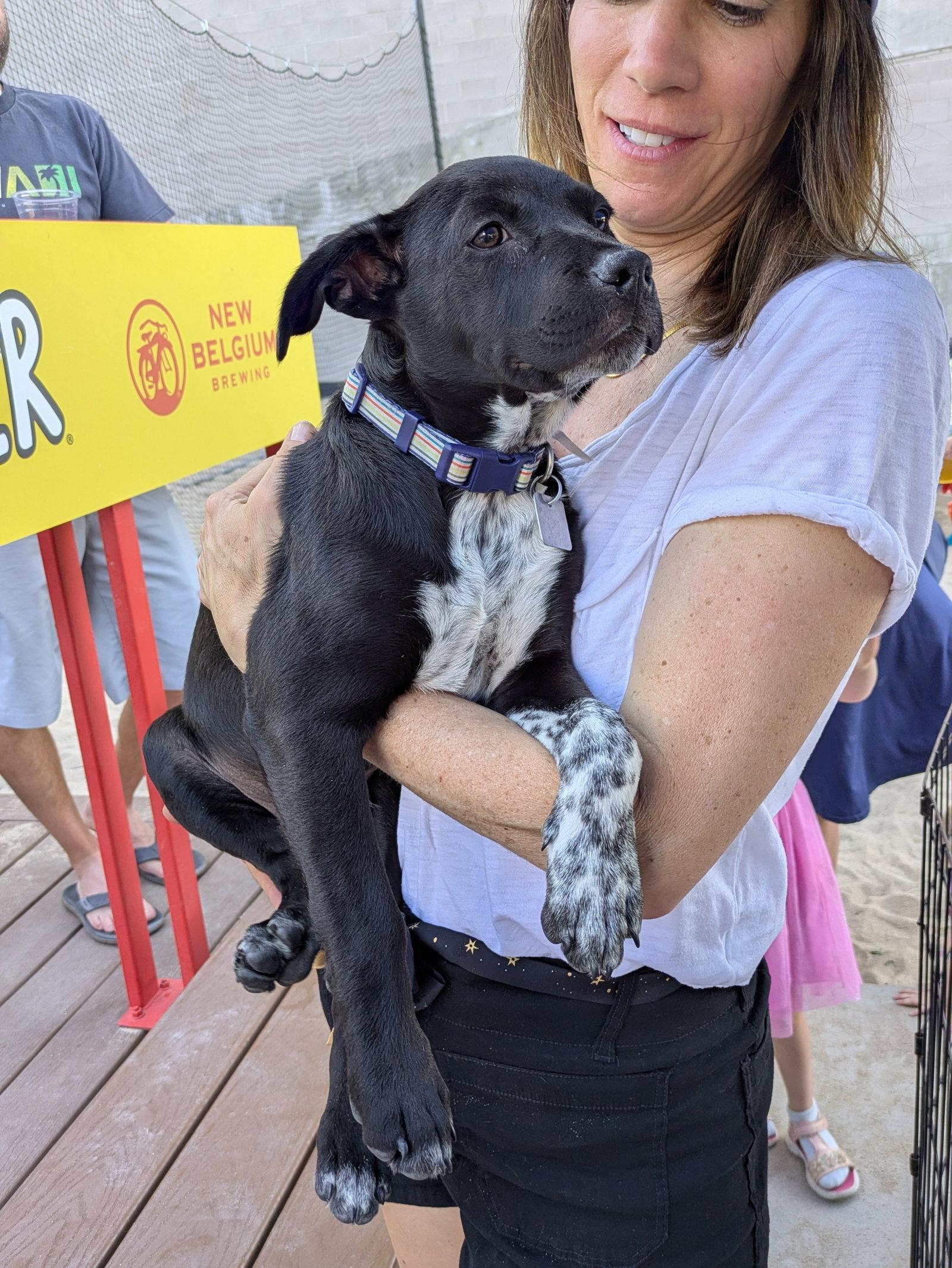 Leo, a Adoptable mixed breed in Evergreen, CO image 2/3