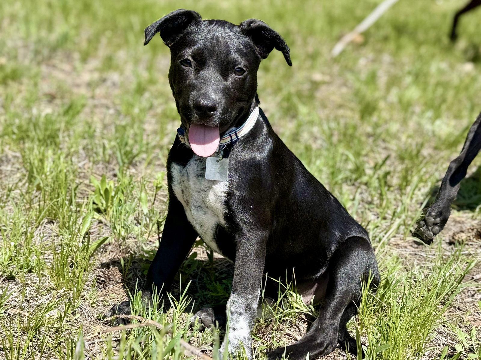 Leo, a Adoptable mixed breed in Evergreen, CO image 3/3