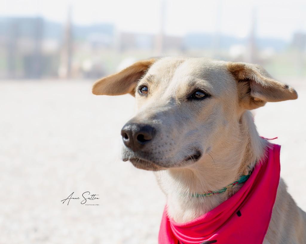 Millie, a Adoptable Labrador Retriever in Hot Springs, SD image 1/2