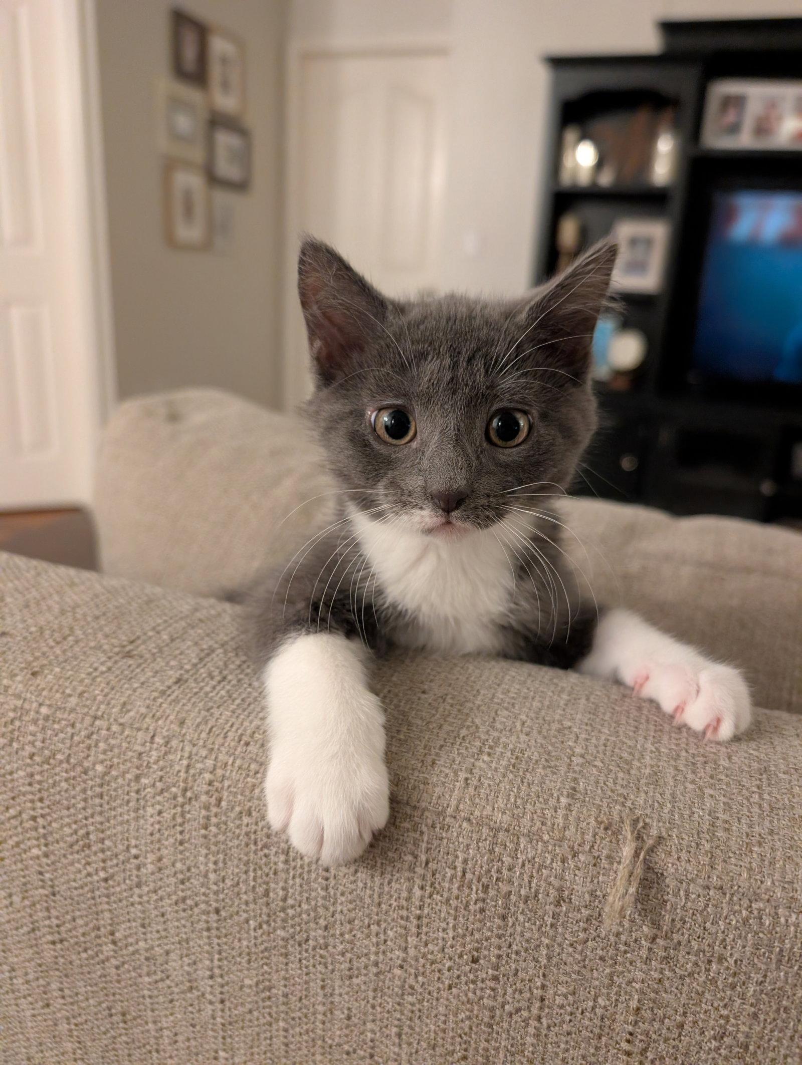 Enlarge Daisy (new), a Adoptable Domestic Short Hair in Wesley Chapel, FL image 1/1