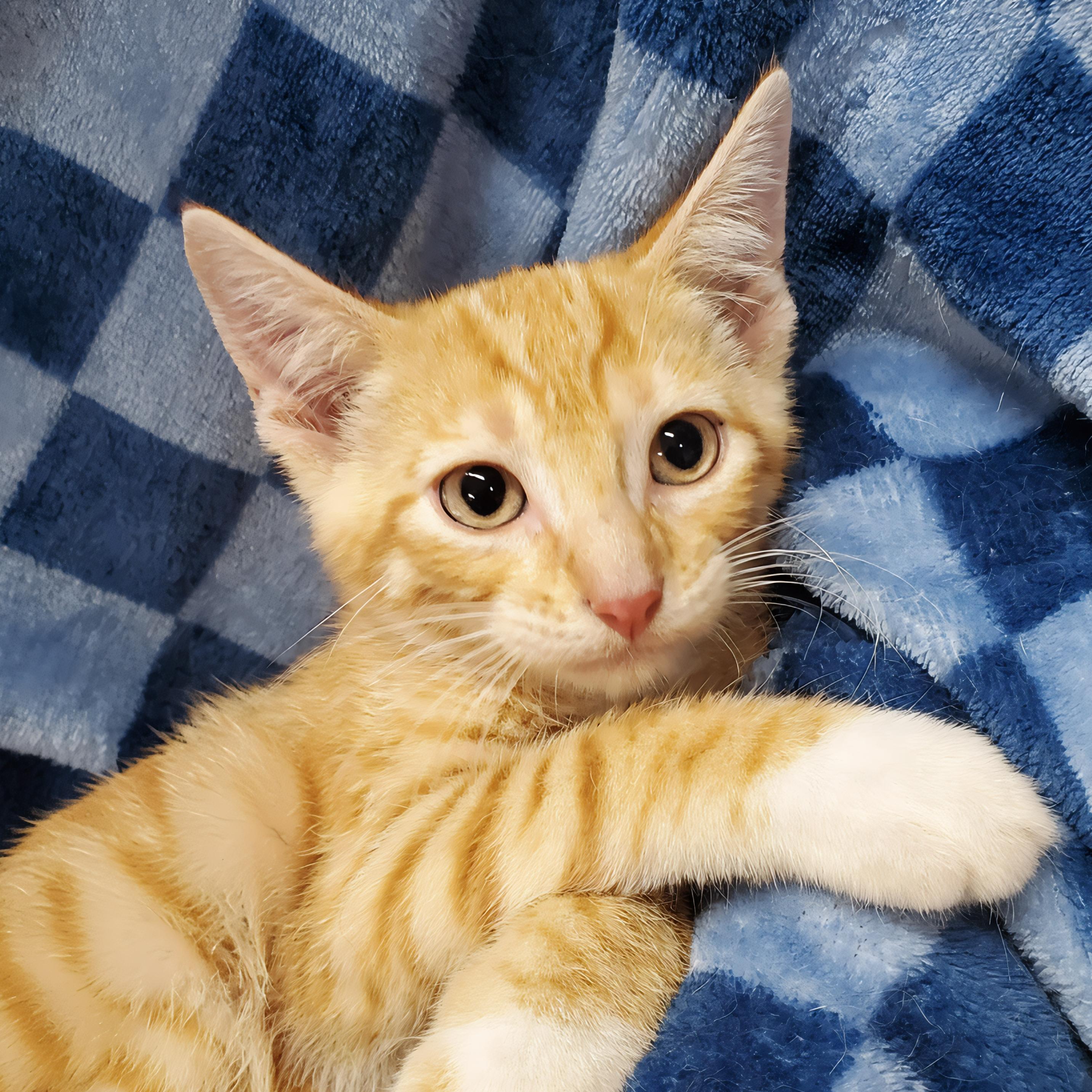 Totem, adopted, Kitten Male Domestic Short Hair.
