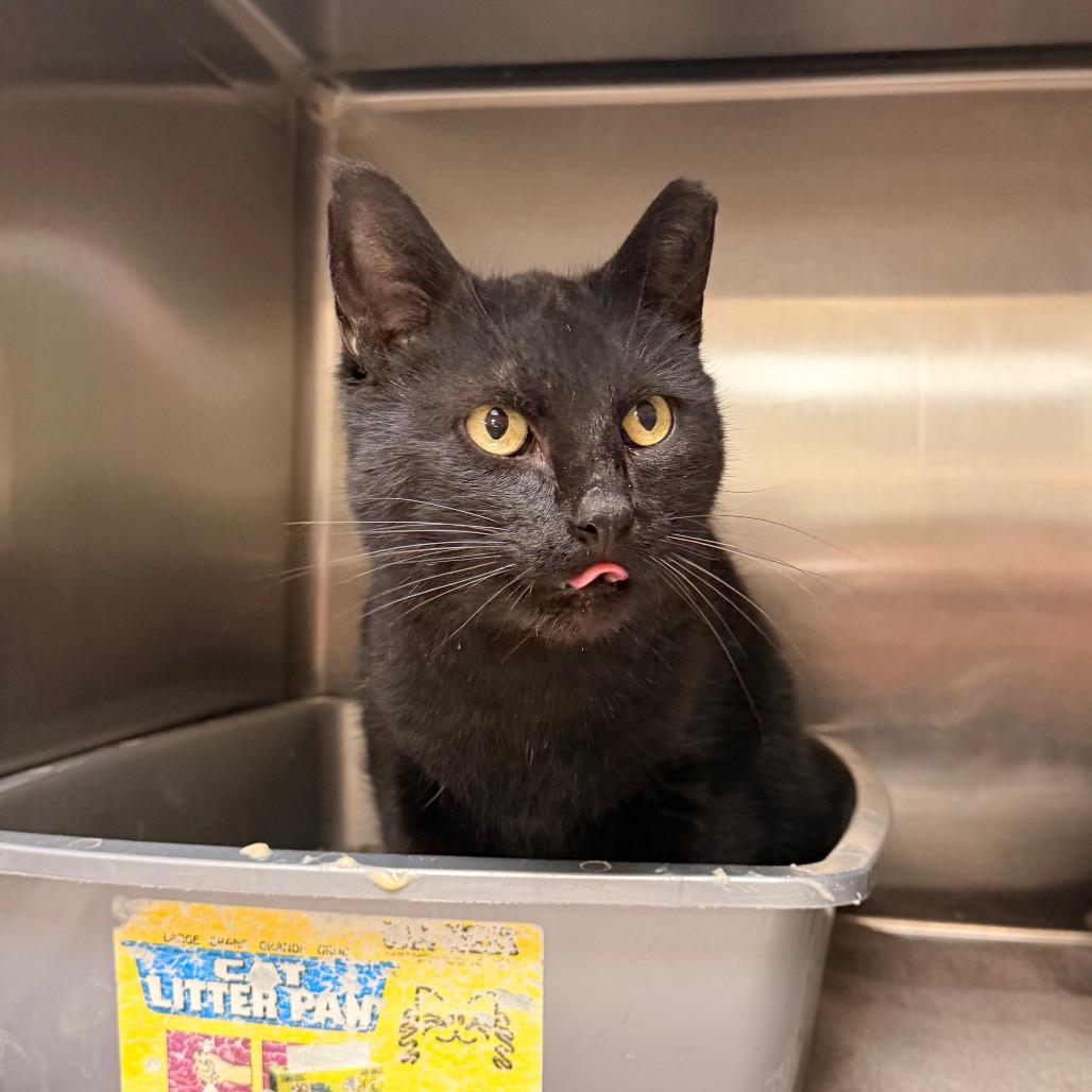 Enlarge Chico, a Adoptable Domestic Short Hair in Indianapolis, IN image 2/3