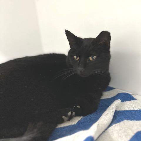 Enlarge Chico, a Adoptable Domestic Short Hair in Indianapolis, IN image 3/3