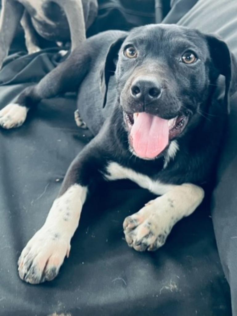 Maggie Mae, Adoptable, Puppy Female Australian Cattle Dog / Blue Heeler & Pit Bull Terrier.