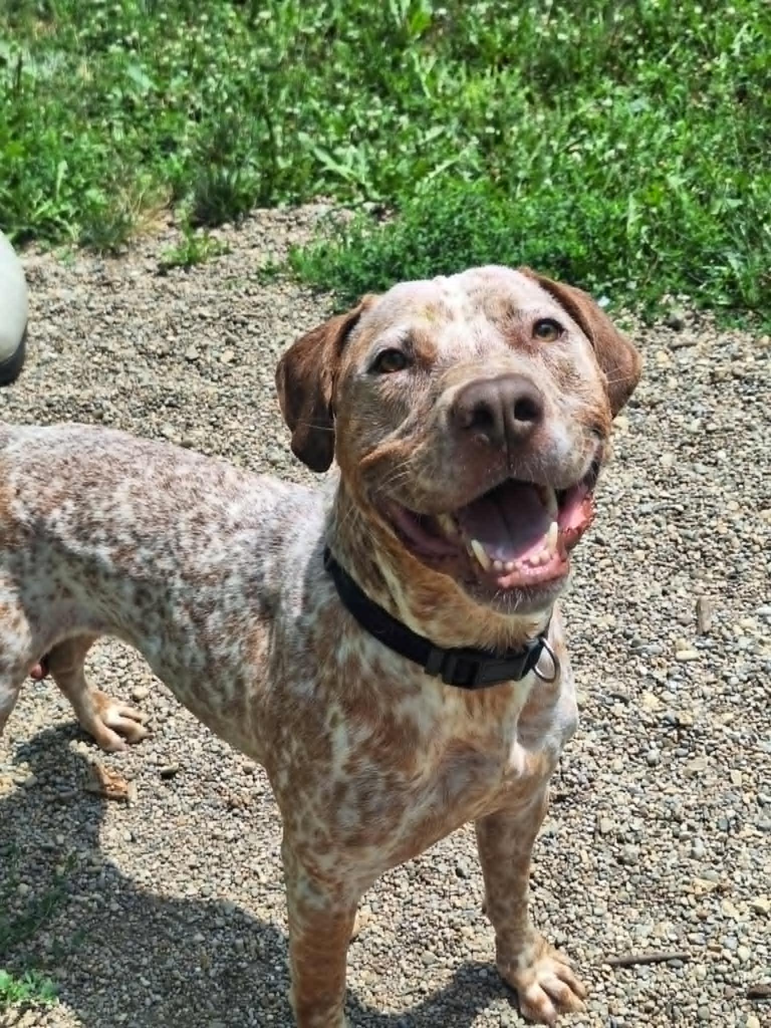Zimba, an adoptable Pointer in Anderson, IN, 46015 | Photo Image 1