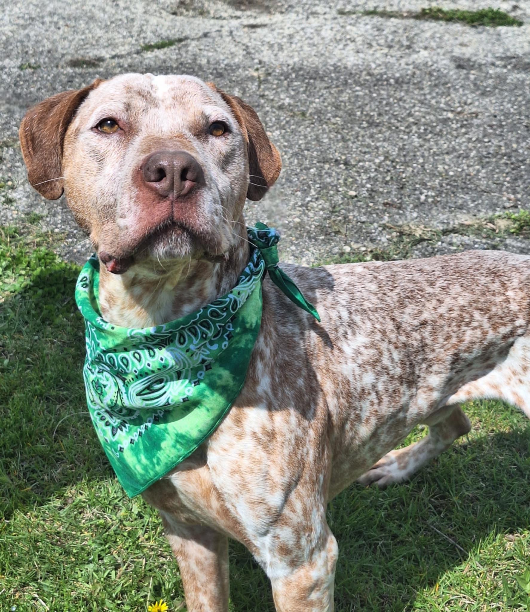 Zimba, an adoptable Pointer in Anderson, IN, 46015 | Photo Image 3