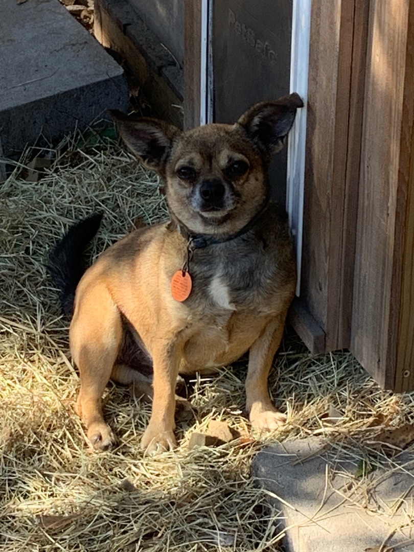 Enlarge Bobo, a Adopted Chihuahua in Valdosta, GA image 1/4