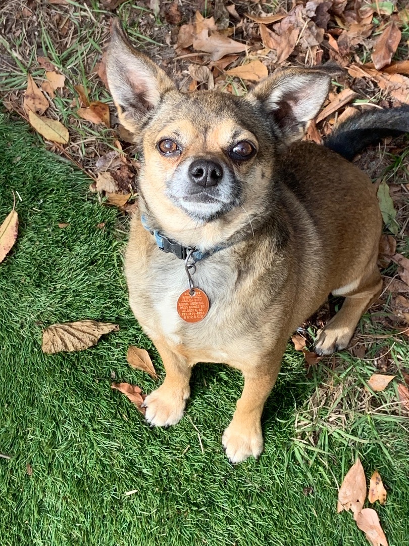 Enlarge Bobo, a Adopted Chihuahua in Valdosta, GA image 2/4