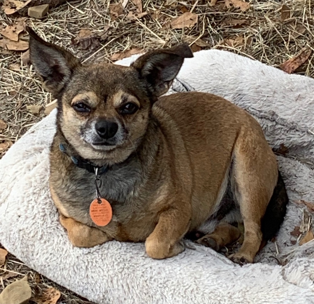Enlarge Bobo, a Adopted Chihuahua in Valdosta, GA image 3/4