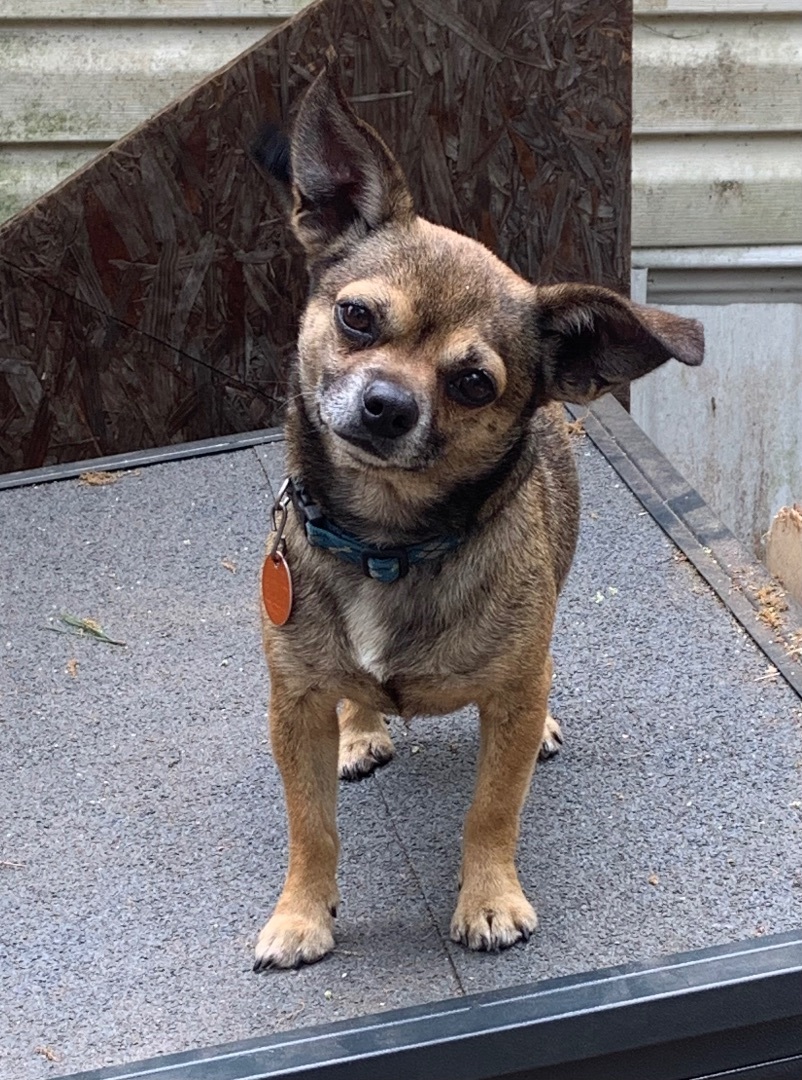 Enlarge Bobo, a Adopted Chihuahua in Valdosta, GA image 4/4