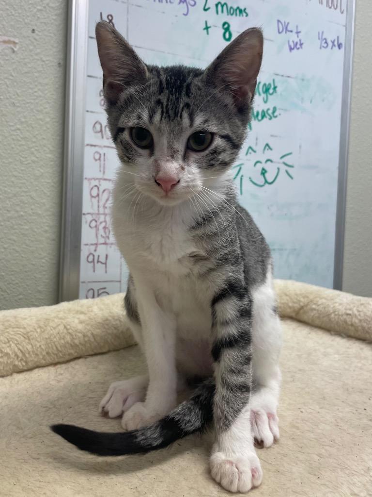 Ruby, Adoptable, Young Female Domestic Short Hair.