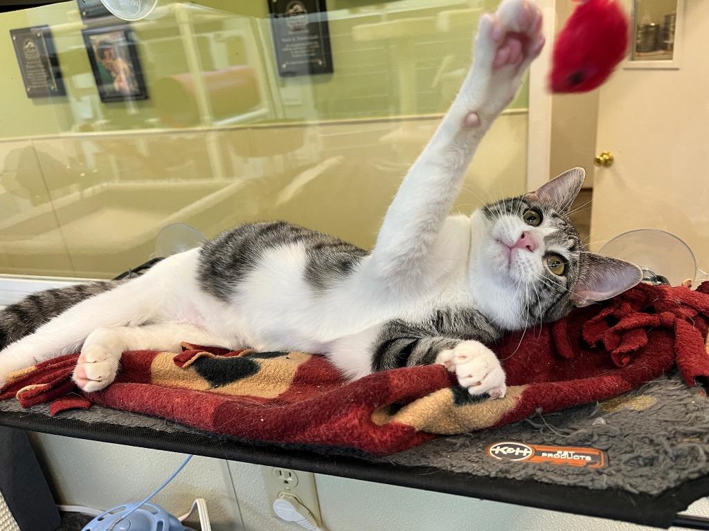 Ruby, Adoptable, Young Female Domestic Short Hair.