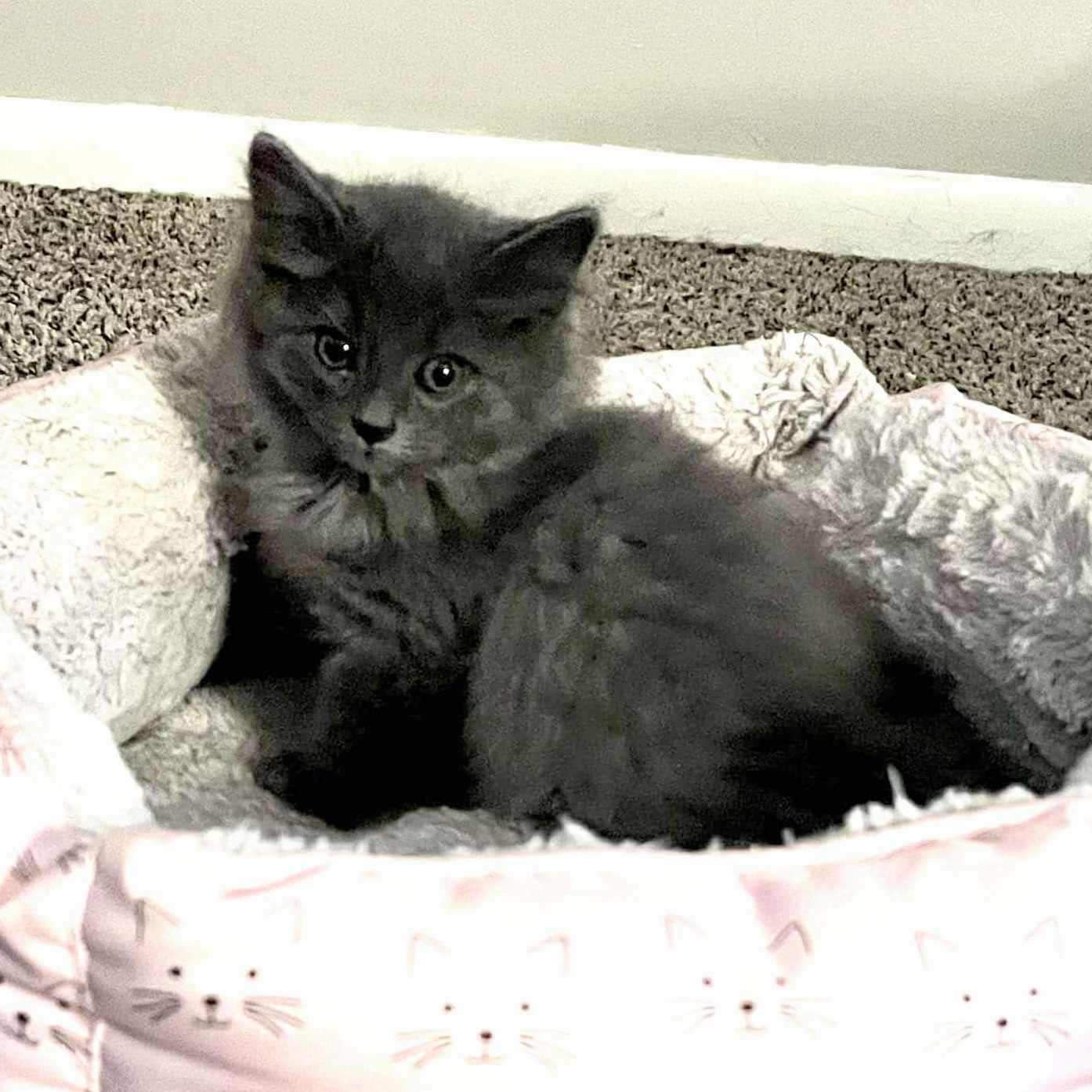 Enlarge Smoke, a Adopted Domestic Medium Hair in Grove City, OH image 1/1