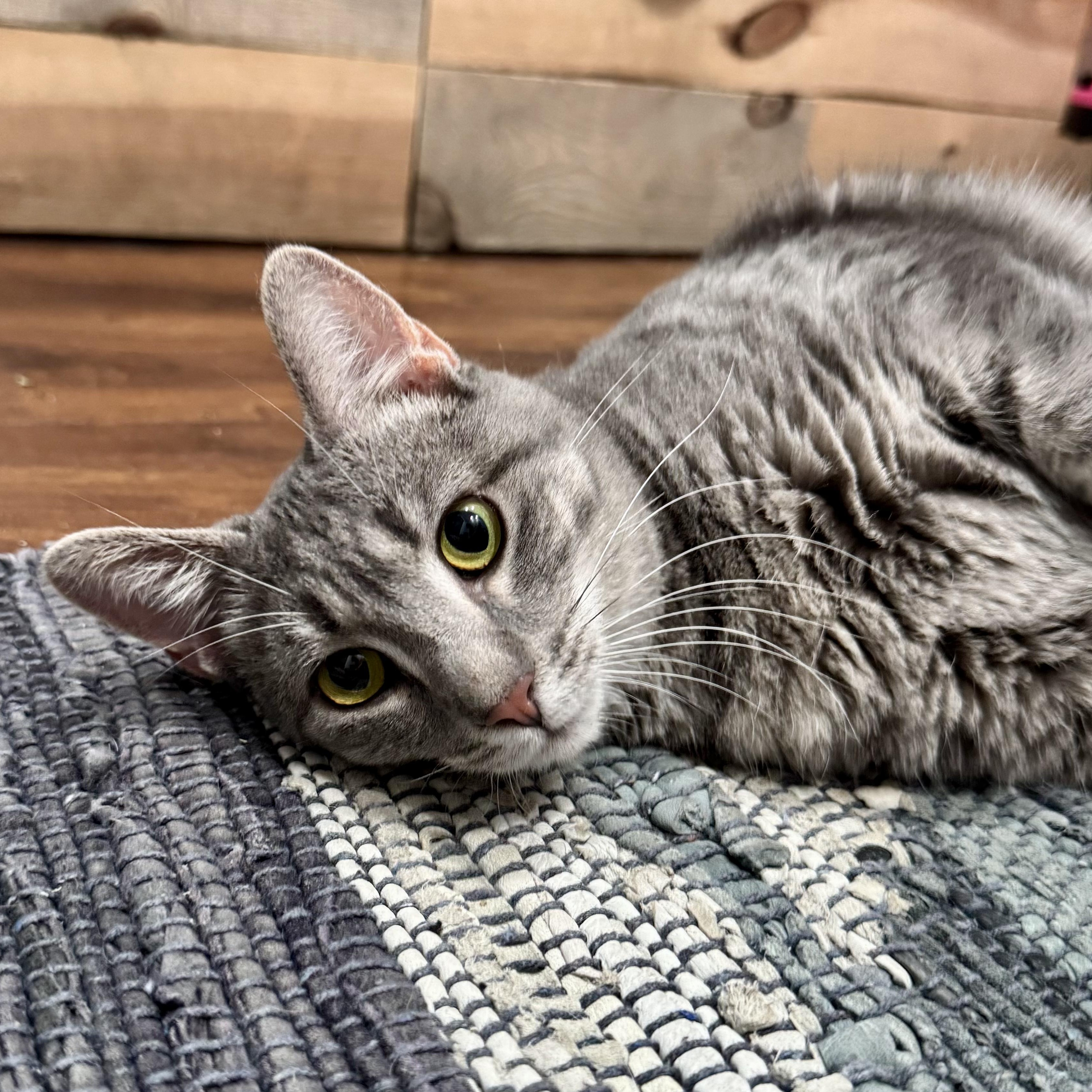 Enlarge Astrid, a Adoptable Domestic Short Hair in Murphysboro, IL image 2/6