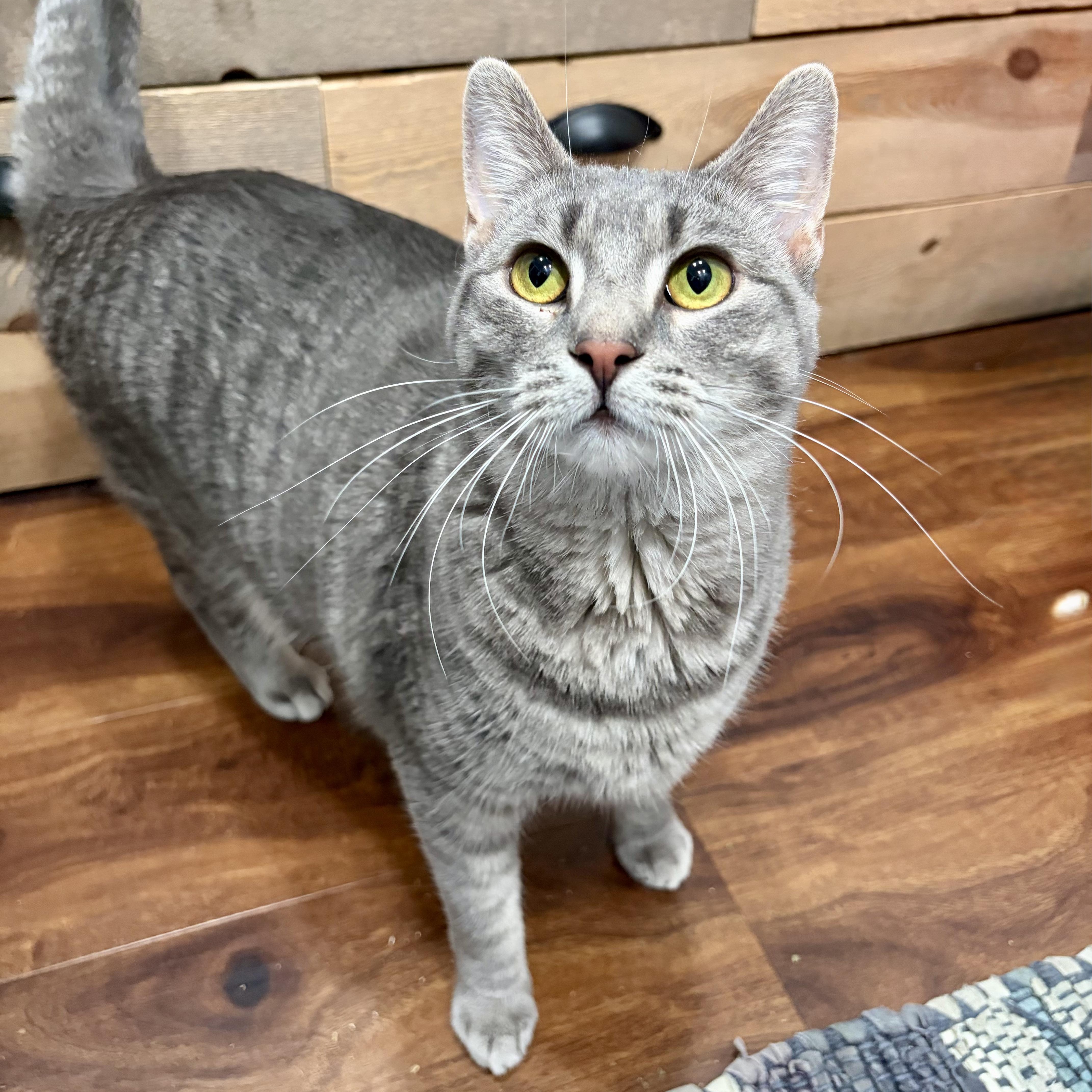 Enlarge Astrid, a Adoptable Domestic Short Hair in Murphysboro, IL image 4/6