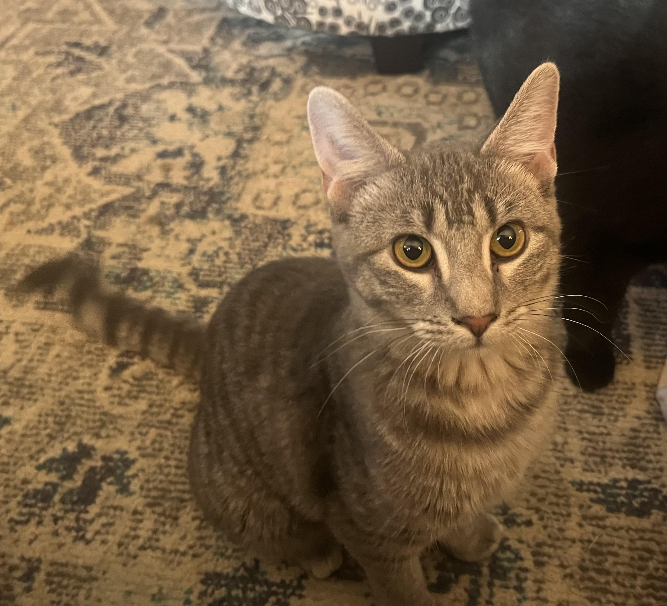 Astrid, a Adoptable Domestic Short Hair in Murphysboro, IL image 2/3