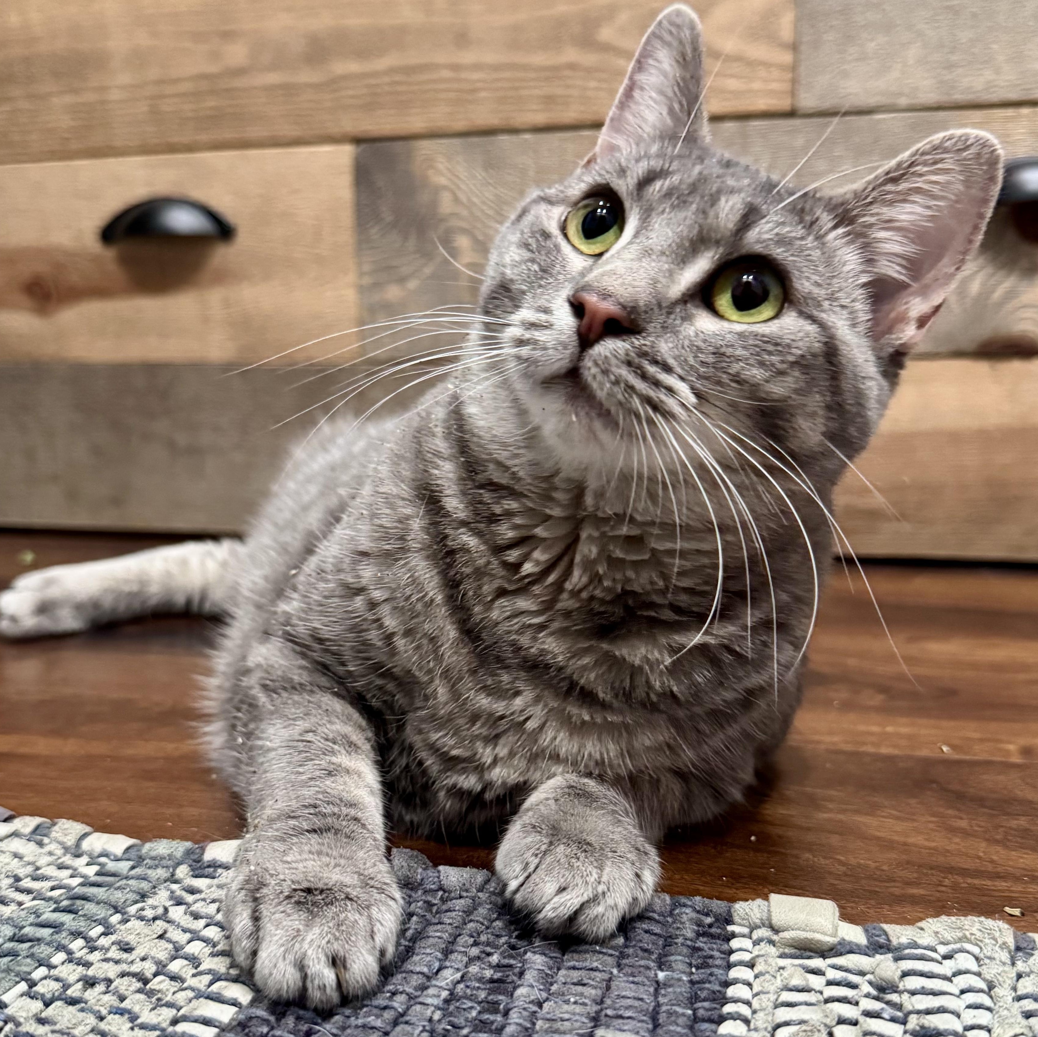 Enlarge Astrid, a Adoptable Domestic Short Hair in Murphysboro, IL image 6/6