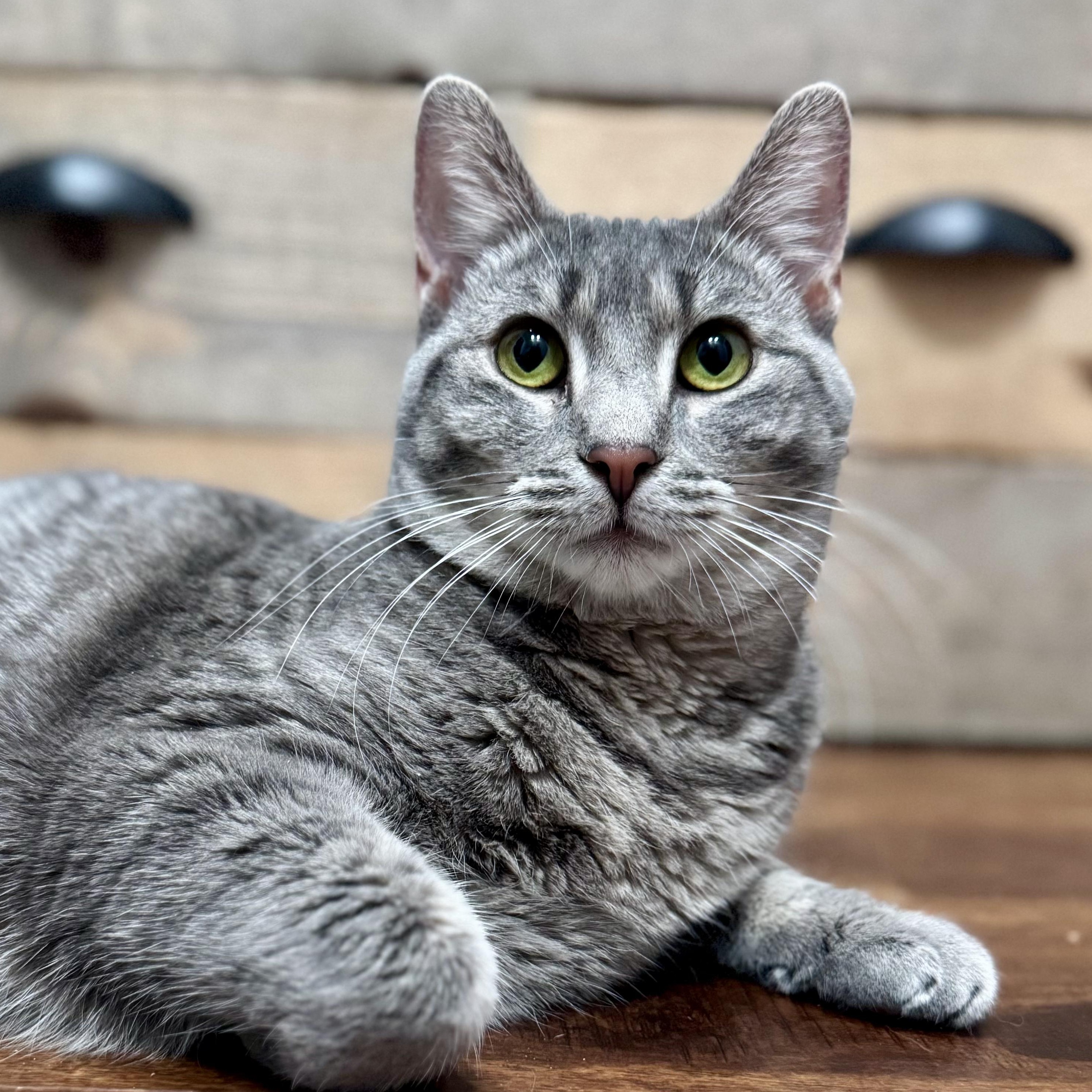 Enlarge Astrid, a Adoptable Domestic Short Hair in Murphysboro, IL image 1/6