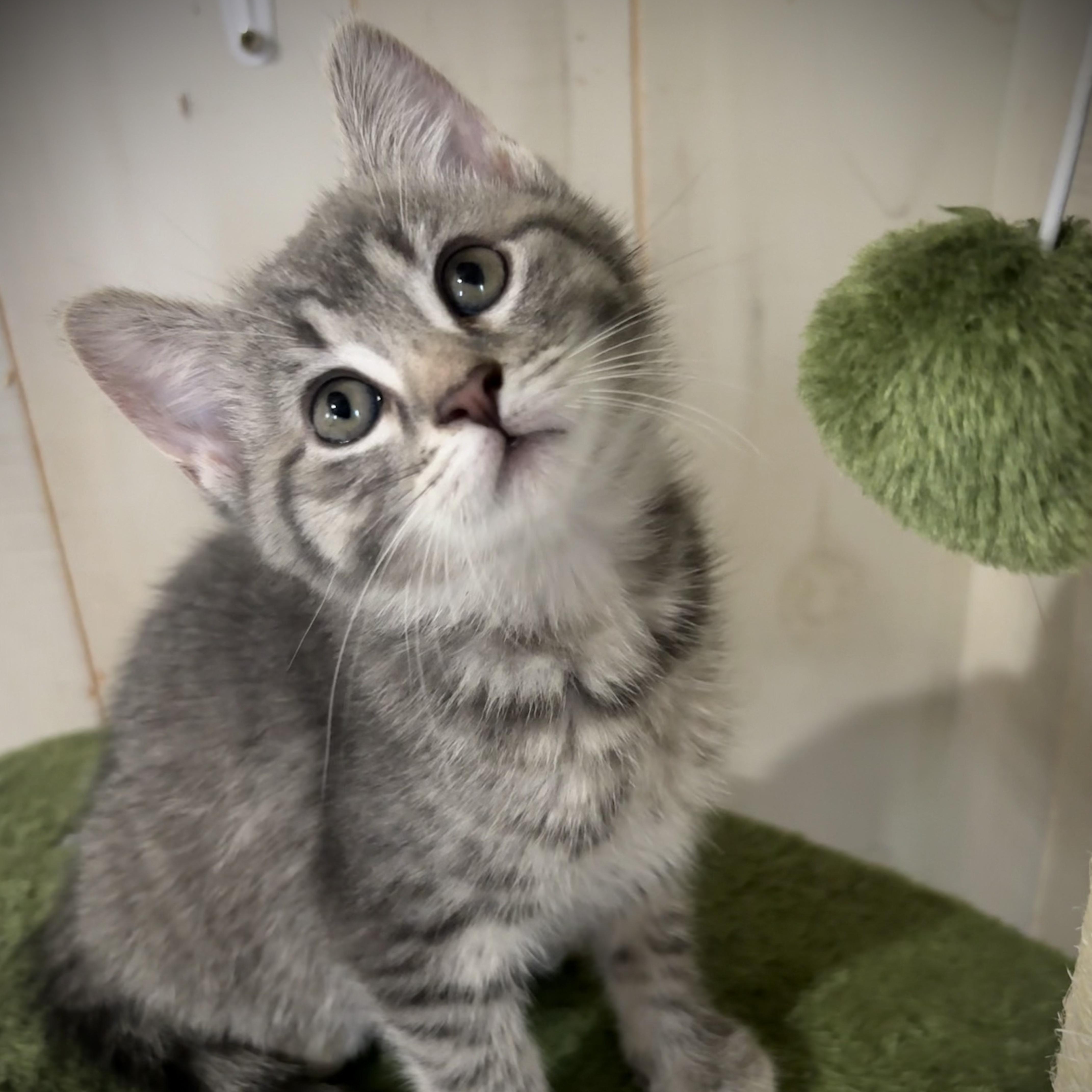 Astrid, a Adoptable Domestic Short Hair in Murphysboro, IL image 3/3