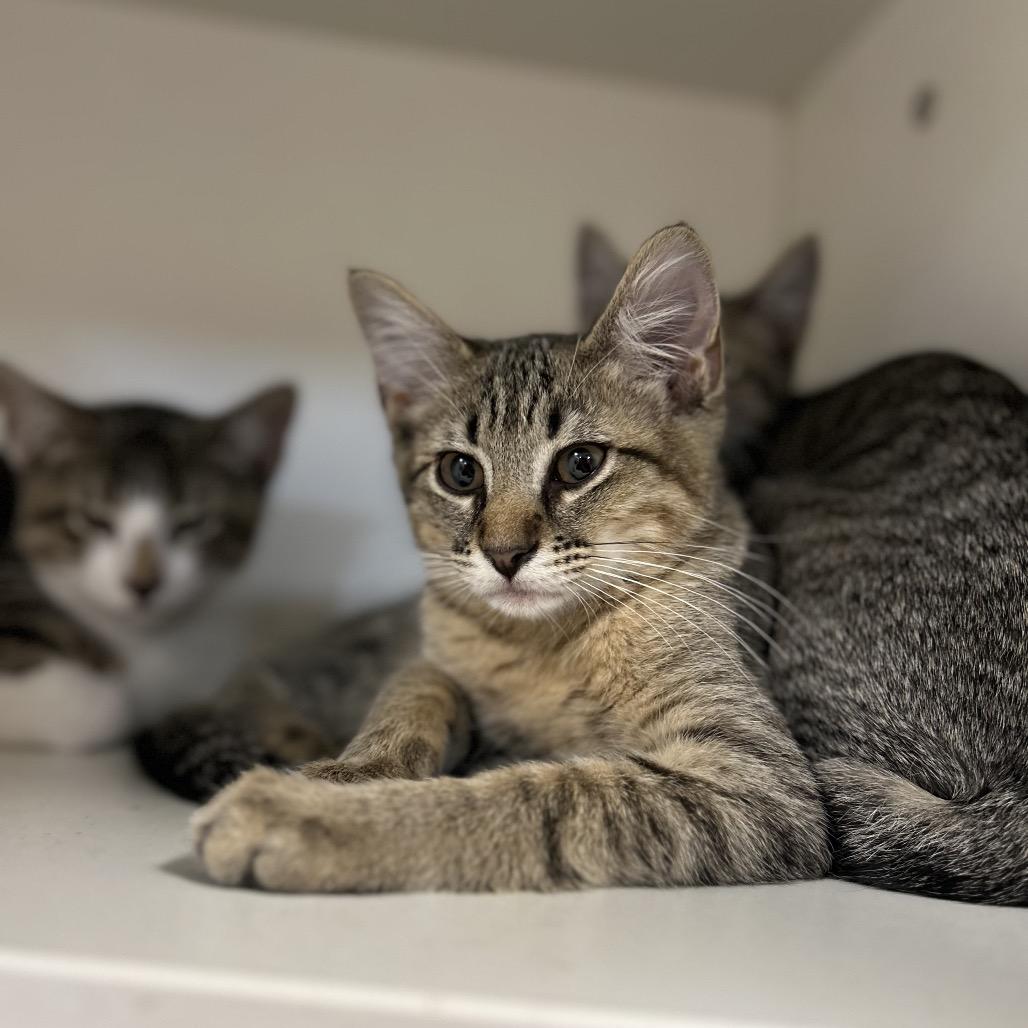 Ian, Adoptable, Kitten Female Domestic Short Hair.