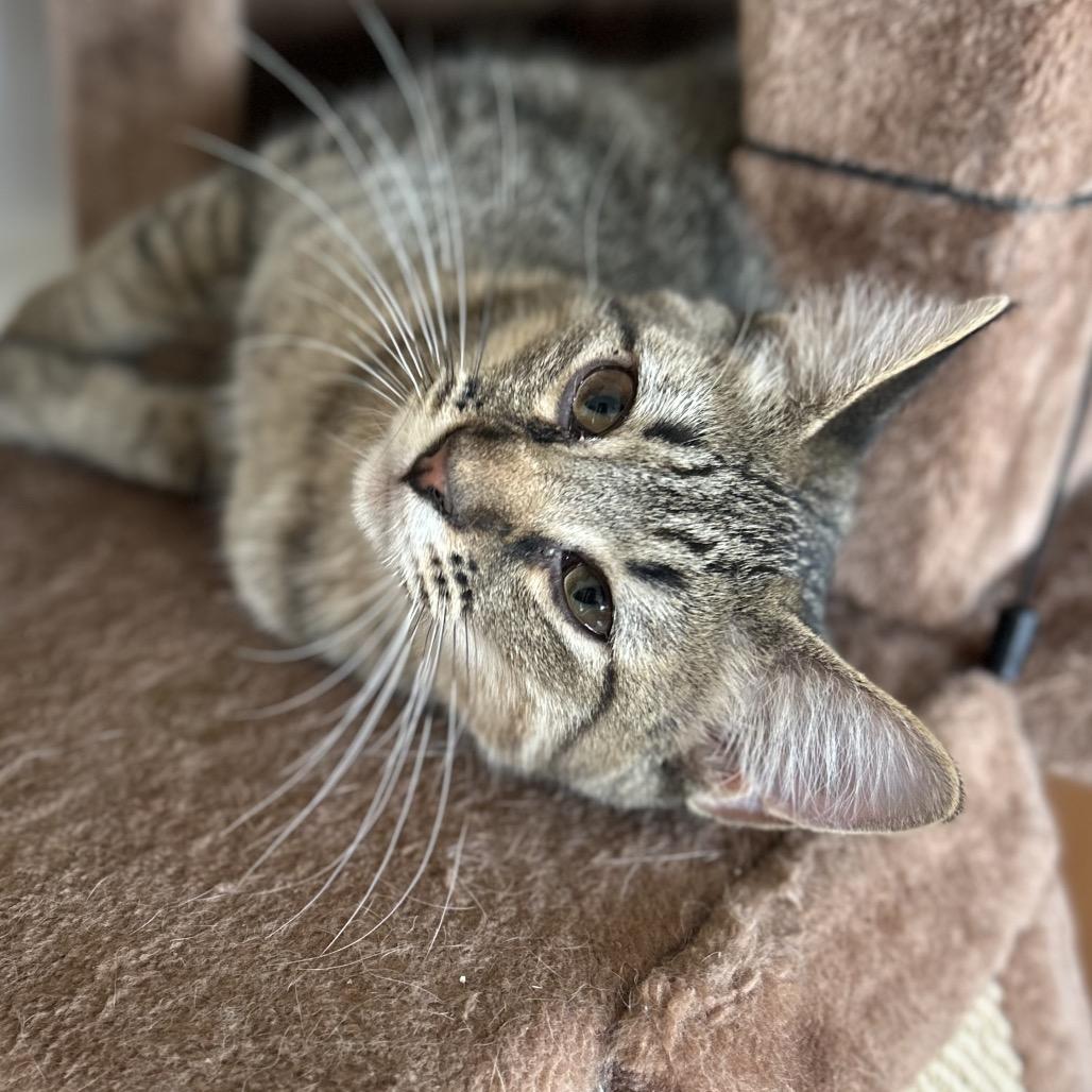 Ian, a Adoptable Domestic Short Hair in Troy, IL image 2/4
