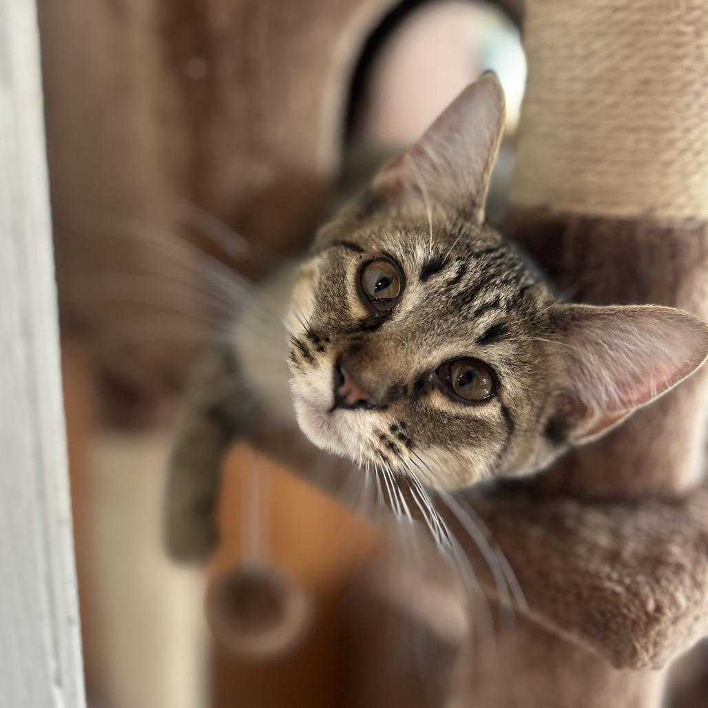 Ian, a Adoptable Domestic Short Hair in Troy, IL image 3/4