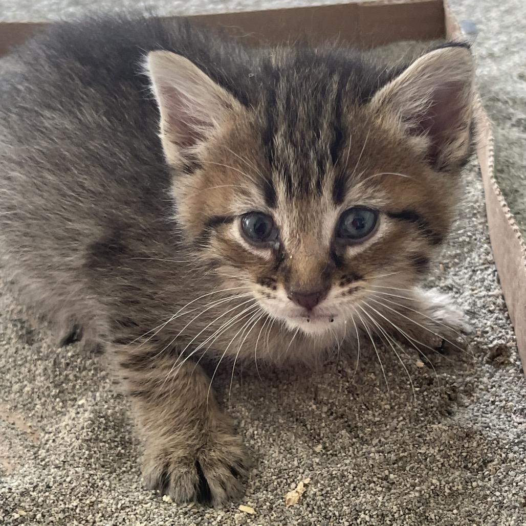Ian **Off-Site Foster Home**, Adoptable, Kitten Female Domestic Short Hair.