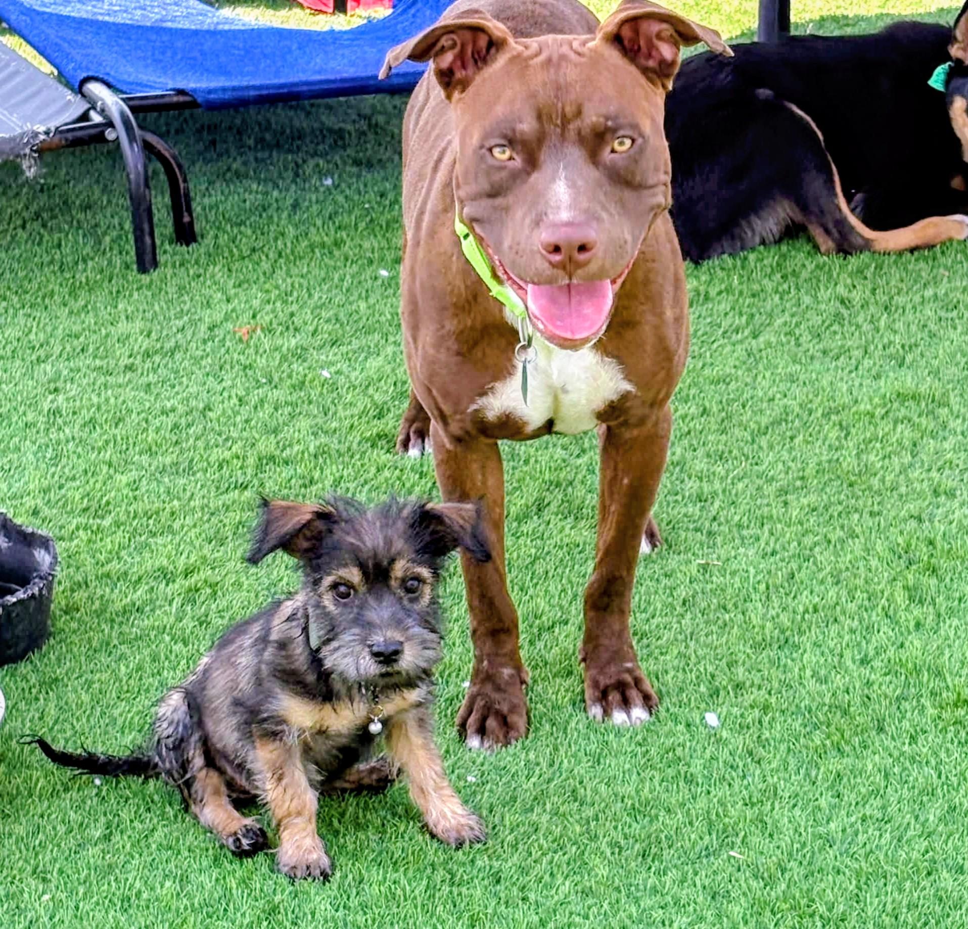 Enlarge Chevy, an adopted Pit Bull Terrier in Denver , CO image 1/6