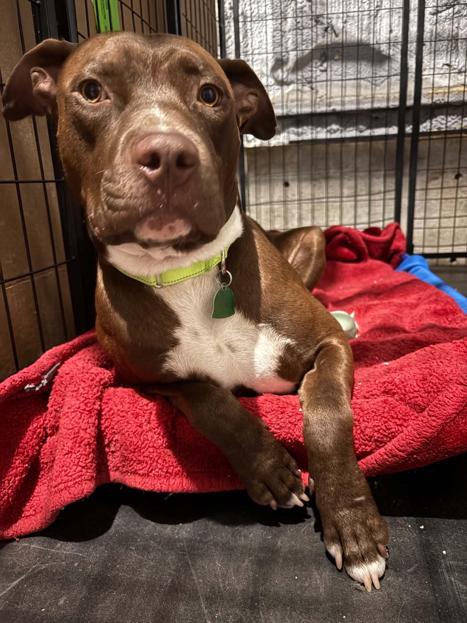 Enlarge Chevy, an adopted Pit Bull Terrier in Denver , CO image 4/6