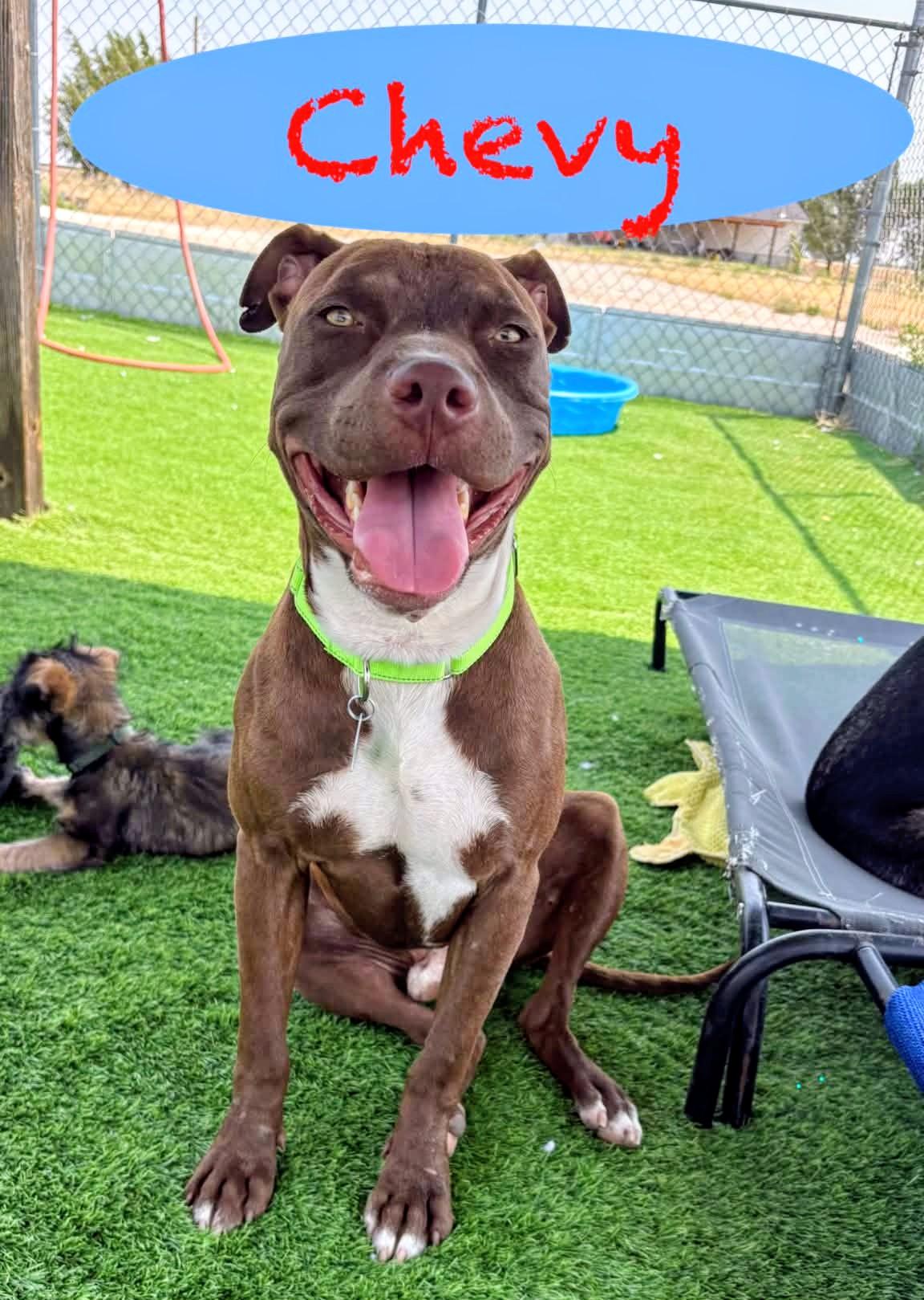 Enlarge Chevy, an adopted Pit Bull Terrier in Denver , CO image 5/6