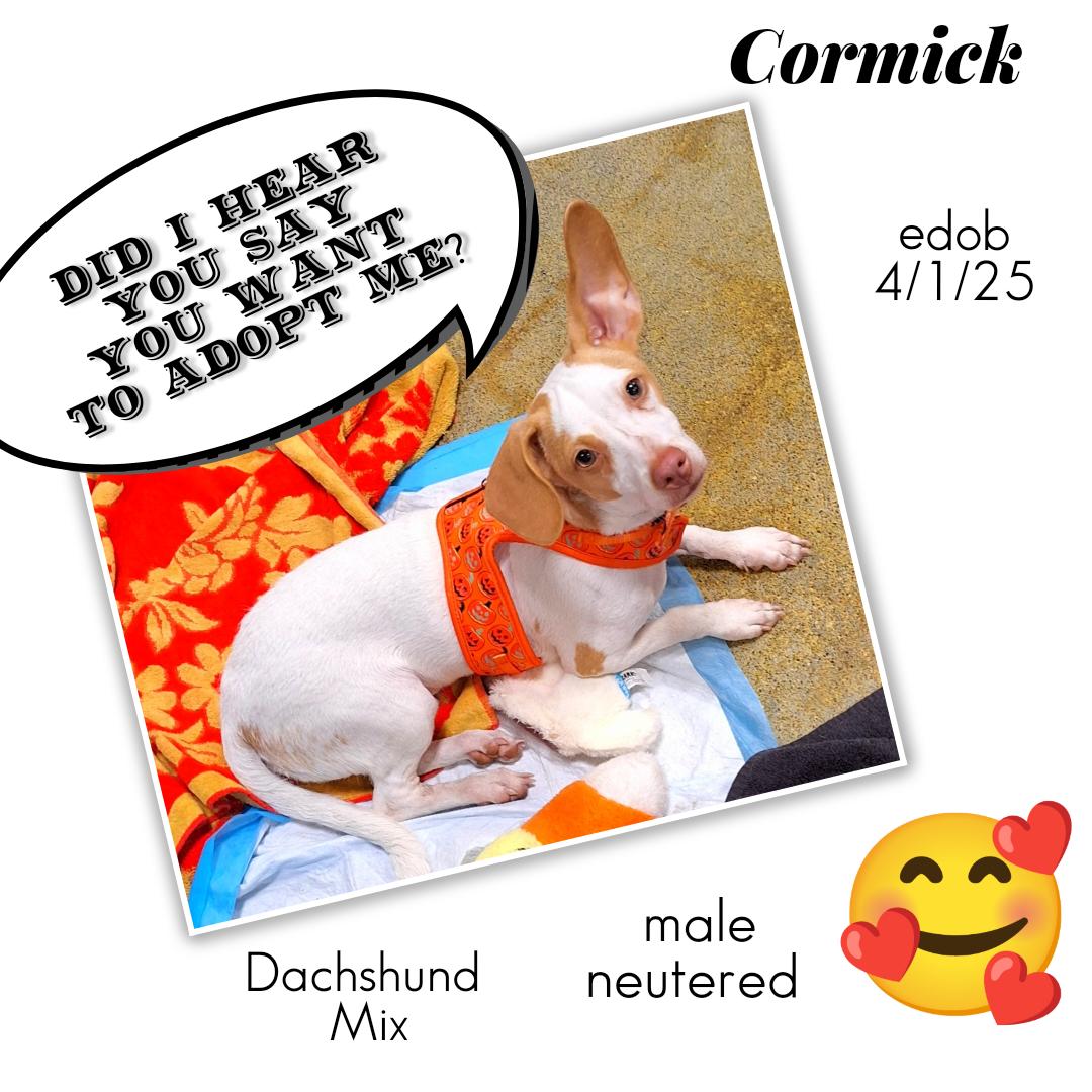 Enlarge Cormick WA13870-T, an adopted mixed breed in Bellevue, WA image 1/5