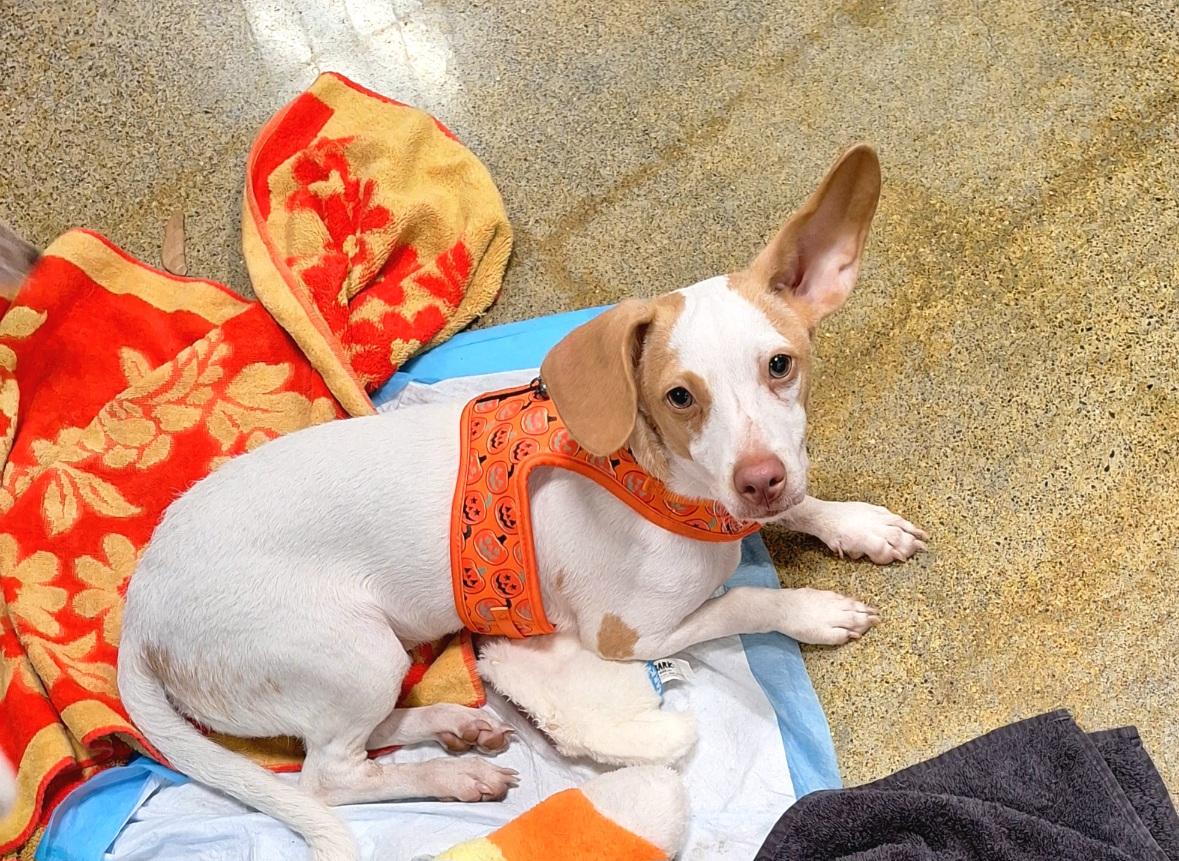 Enlarge Cormick WA13870-T, an adopted mixed breed in Bellevue, WA image 5/5