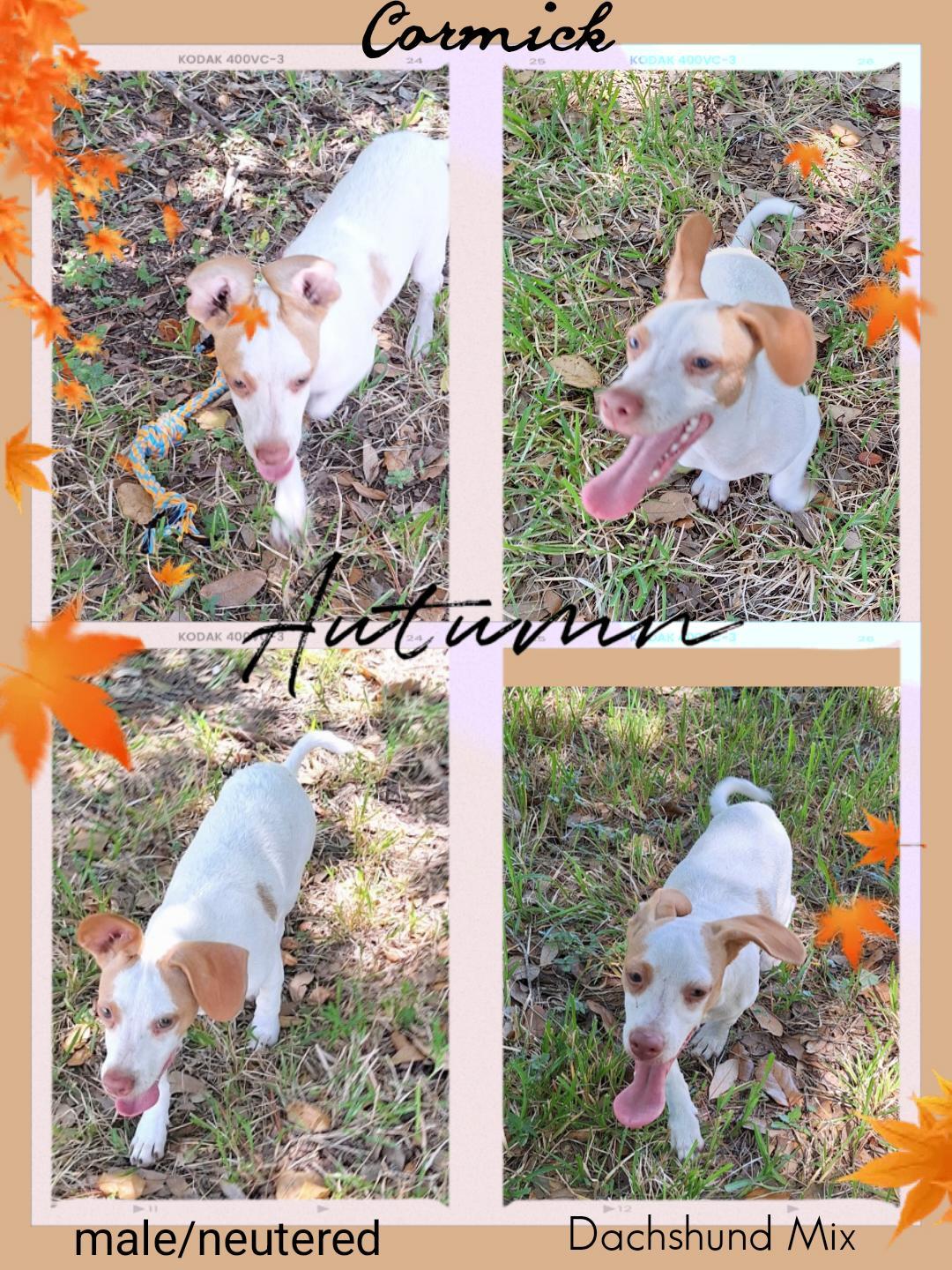 Enlarge Cormick WA13870-T, an adopted mixed breed in Bellevue, WA image 2/5