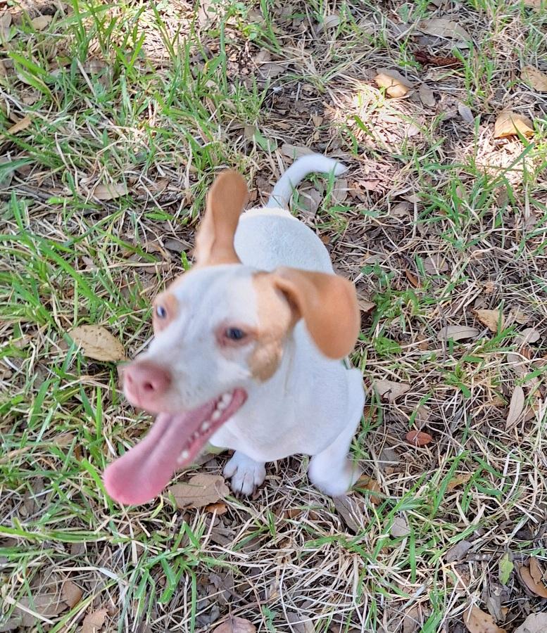 Enlarge Cormick WA13870-T, an adopted mixed breed in Bellevue, WA image 3/5