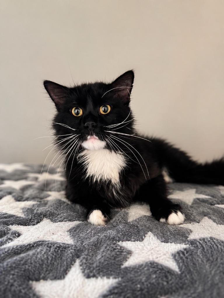 Catrick Swayze, Adoptable, Adult Male Domestic Short Hair.