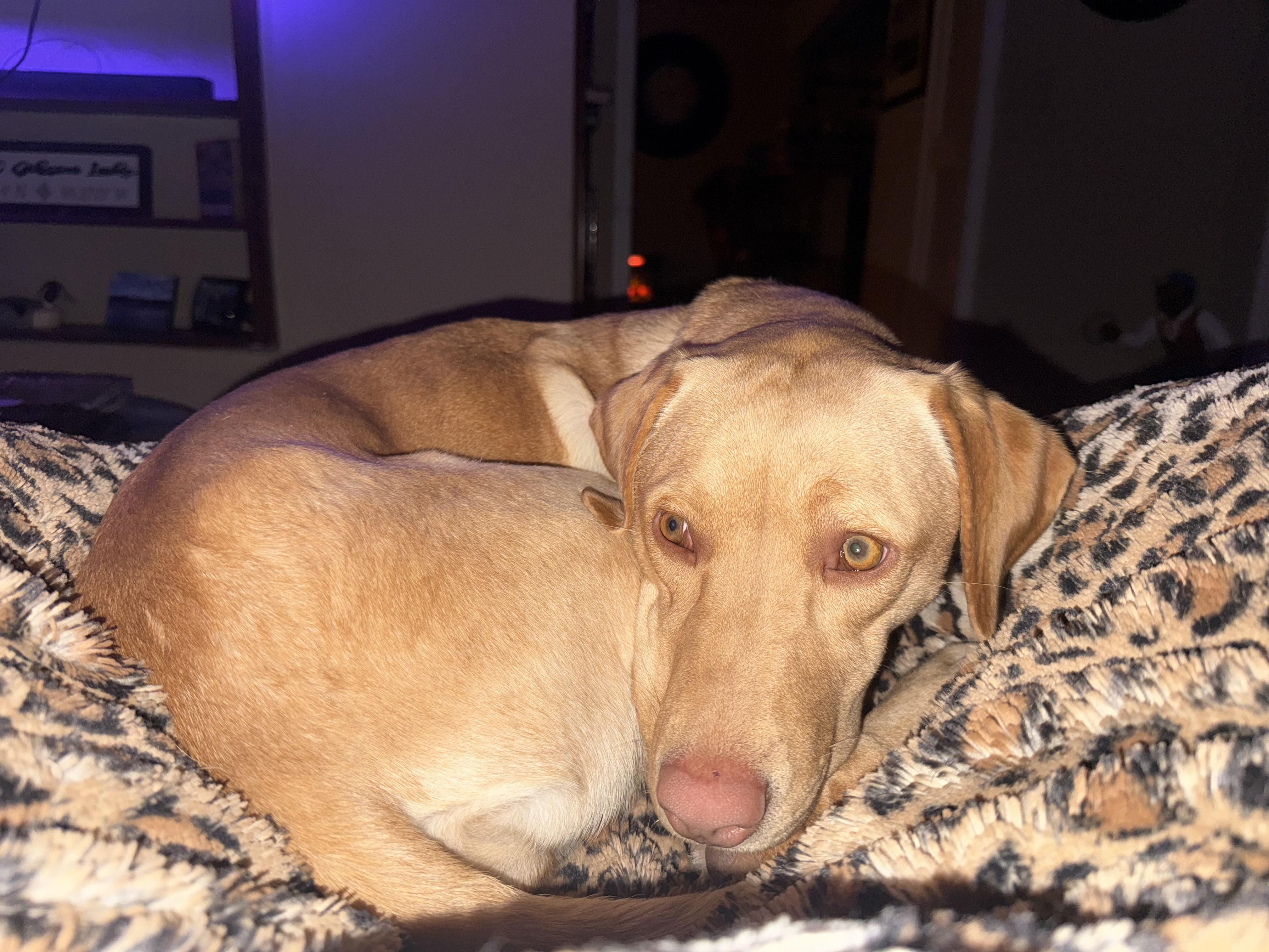 Dog Adopted - Birdie an Labrador Retriever Dog in Broken Arrow, OK |  Petfinder