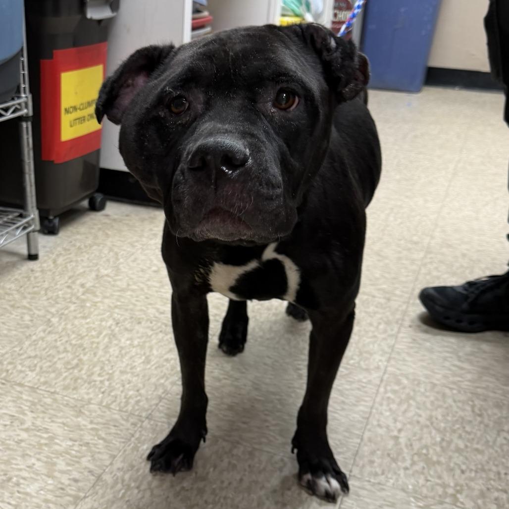 Dog 05/14/2026, Adoptable, Adult Female Pit Bull Terrier & Mixed Breed.