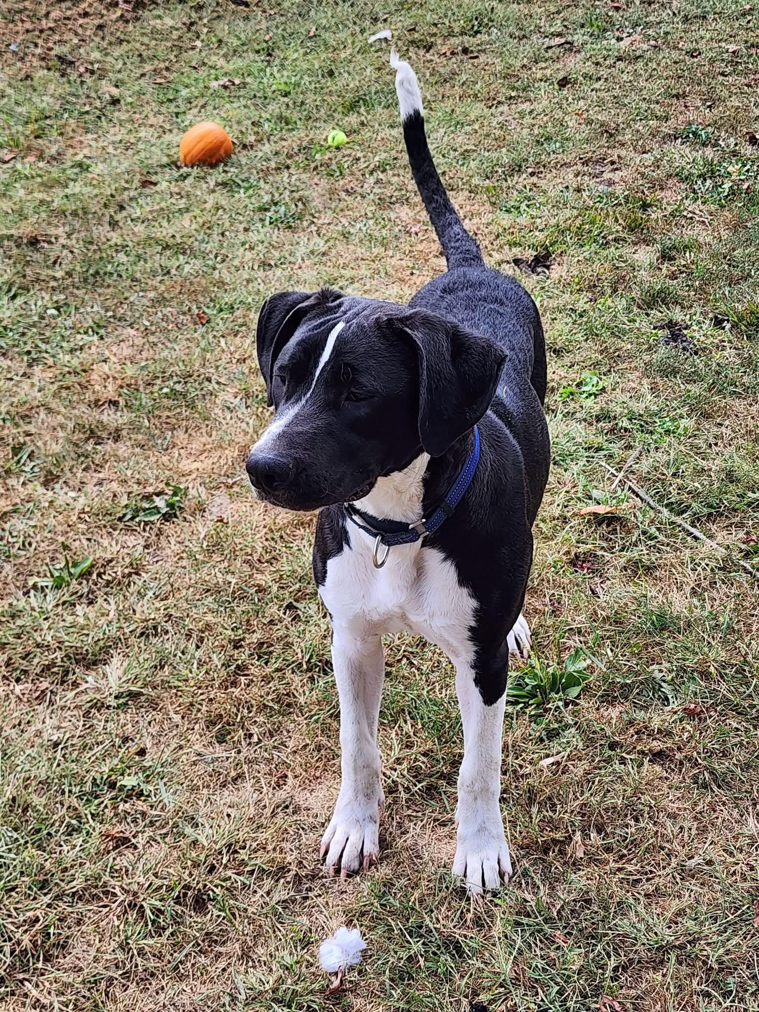 Tommy, Adoptable, Young Male Mixed Breed.