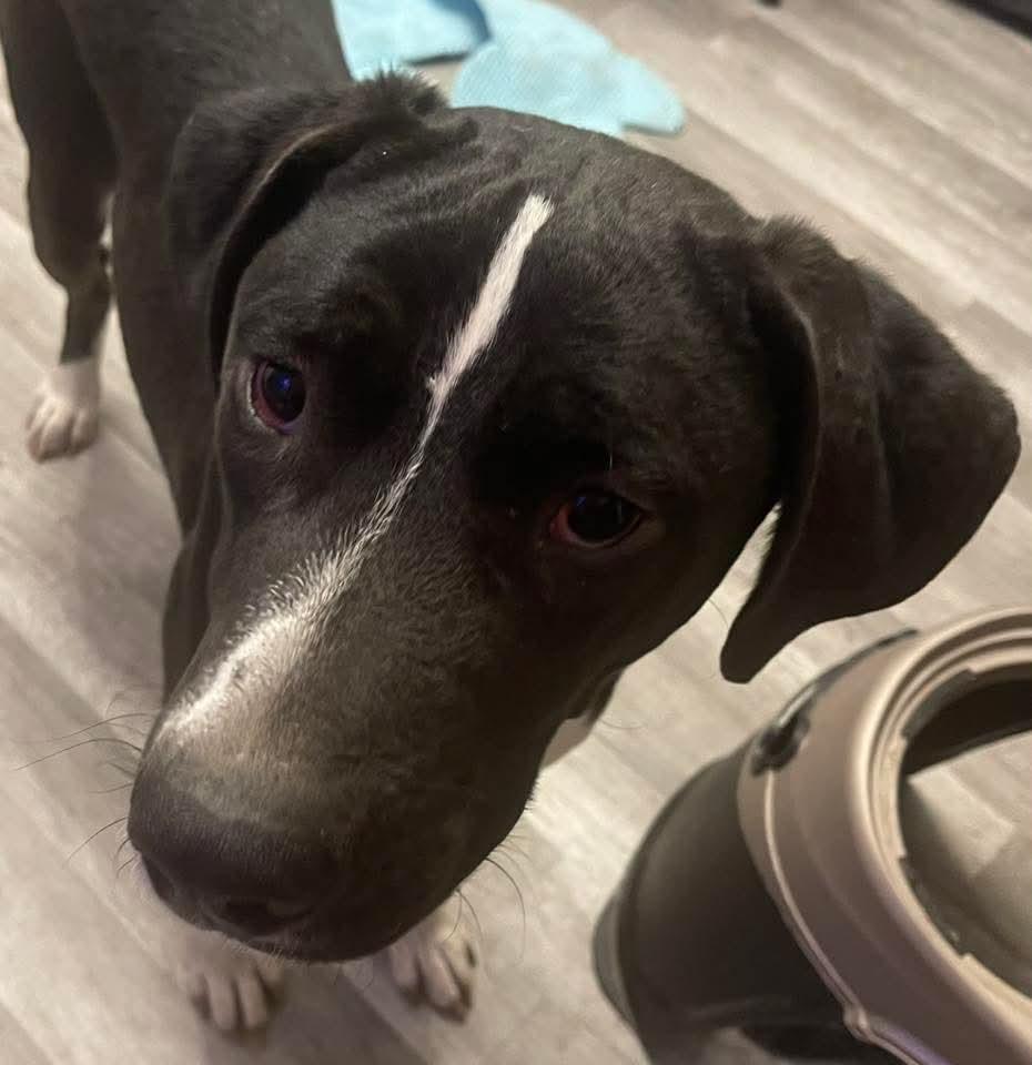 Enlarge Tommy, a Adoptable Mixed Breed in East Peoria, IL image 2/4