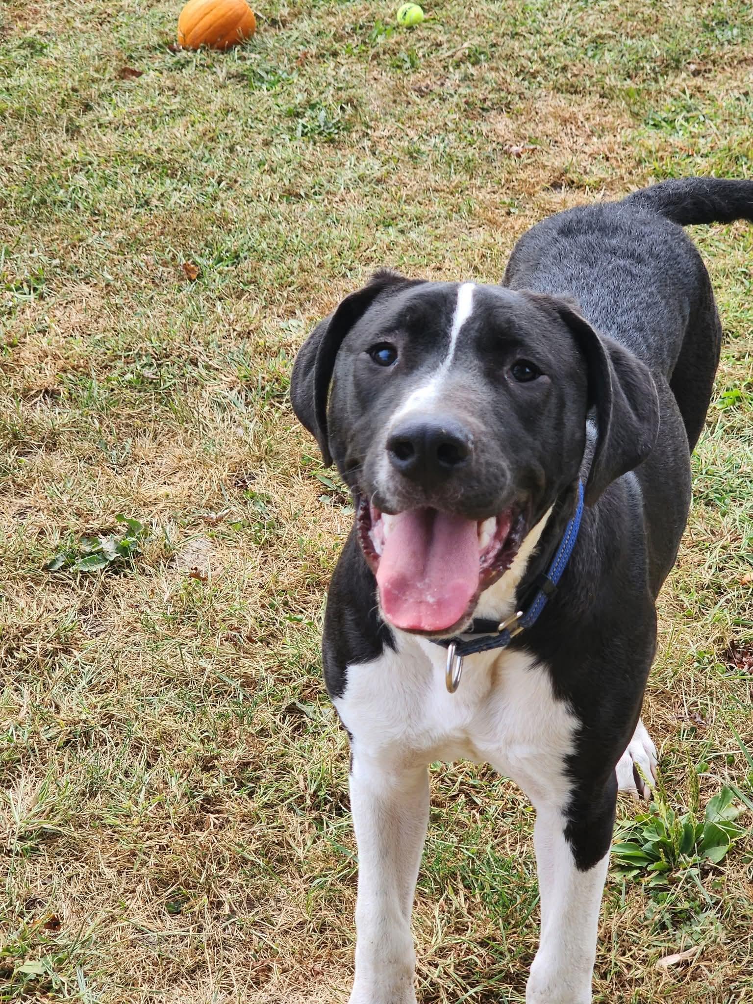 Enlarge Tommy, a Adoptable Mixed Breed in East Peoria, IL image 3/4