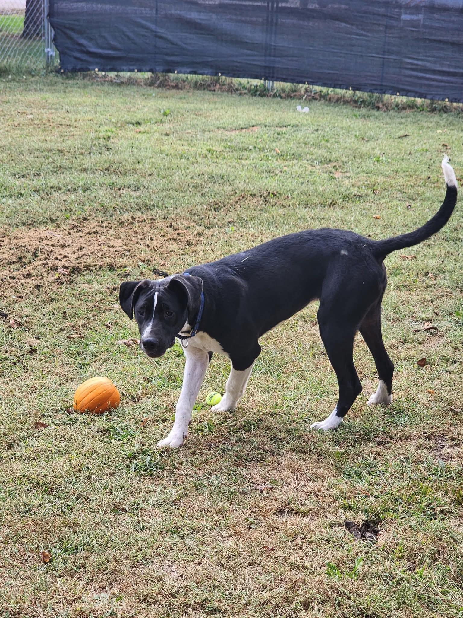 Enlarge Tommy, a Adoptable Mixed Breed in East Peoria, IL image 4/4