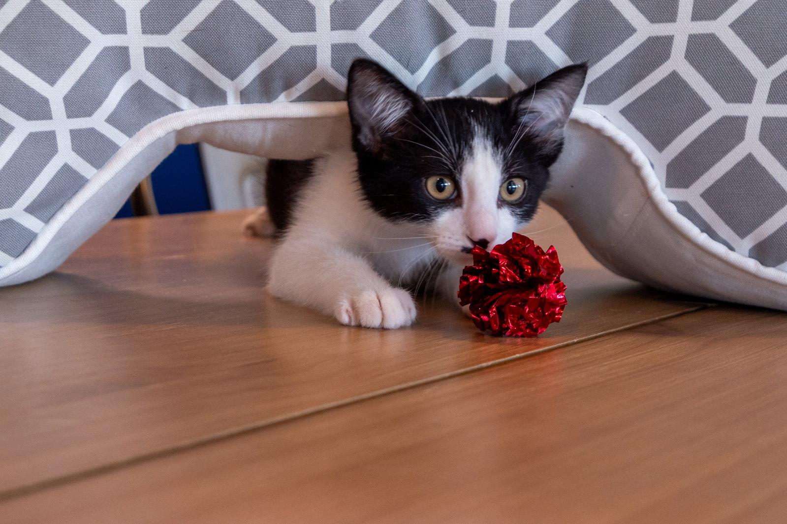 Baymax, Adoptable, Kitten Male Domestic Short Hair.