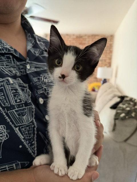 Enlarge Baymax, a Adoptable Domestic Short Hair in San Jose, CA image 2/3